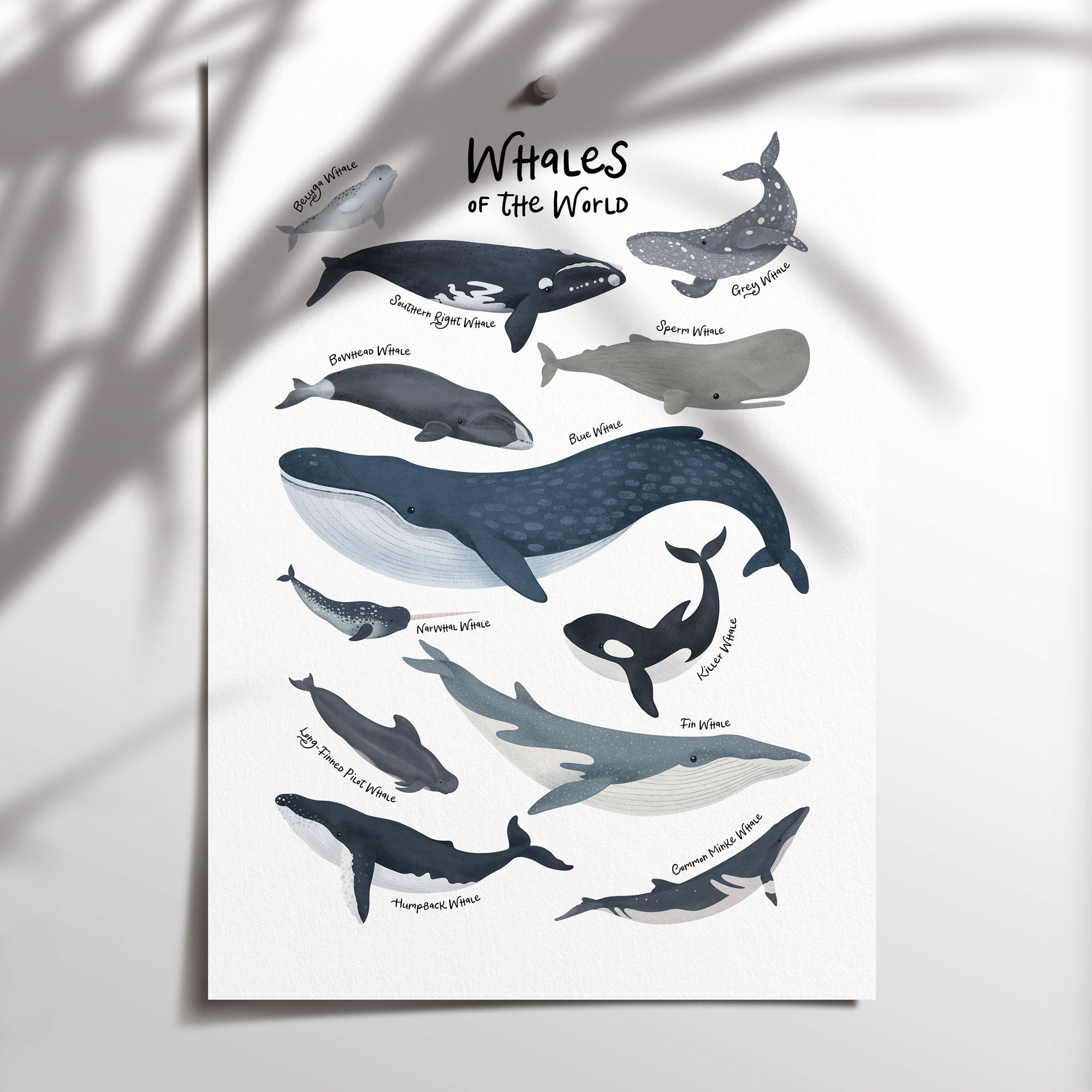 Whales of The World Print